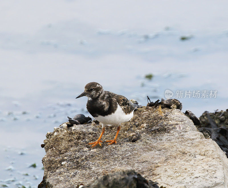 Ruddy Turnstone (Arenaria翻译)在冬季羽毛